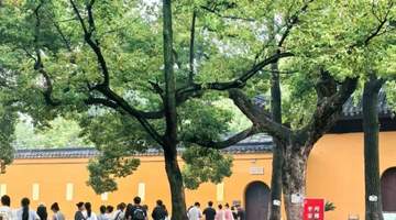 2026年7月西园古樟荫下 各地游客赴苏体验古寺松弛时光