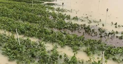 广西横州洪灾致茉莉花田被淹,蜜雪冰城等十余家茶饮品牌紧急驰援