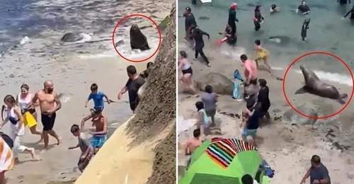 7.13日:快往高处跑呀,加州海滩的暴躁巨型海狮疯狂追人,现场场面一度失控