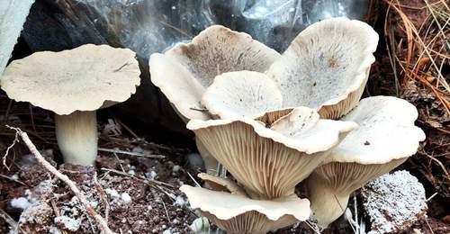 来凉山赴一场菌子之约 舌尖品山野里的鲜活滋味
