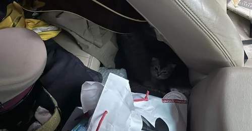 朋友打电话骂我偷猫,刚想回怼…“你什么时候上车的?”