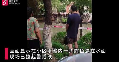 上海一小区水池现60公分鳄鱼 疑似业主宠物被弃养 已移交动物园