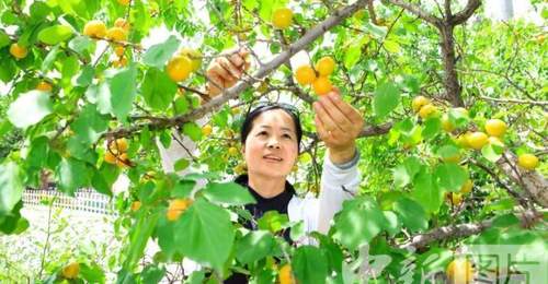 甘肃嘉峪关：祁连山下李广杏熟了