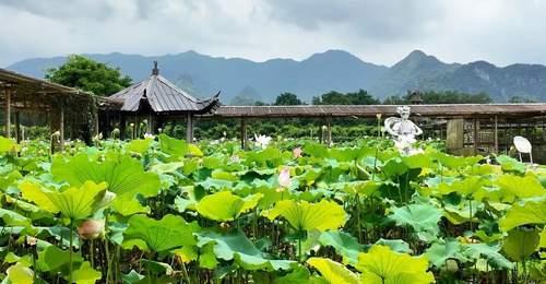 6-8月最佳观赏期!灵川这个荷花园藏着夏日田园的全部诗意