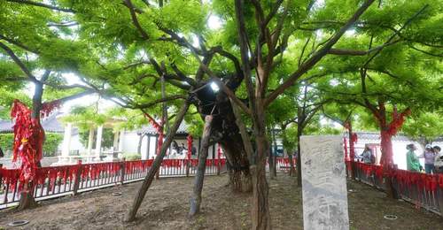 文旅新探丨项王故里：千年古槐新景观