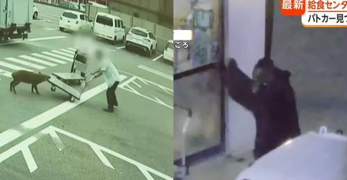 野猪街头打擂台,黑熊纵享“霸王餐”……日本迎来野生动物暑期“City Walk”潮?!