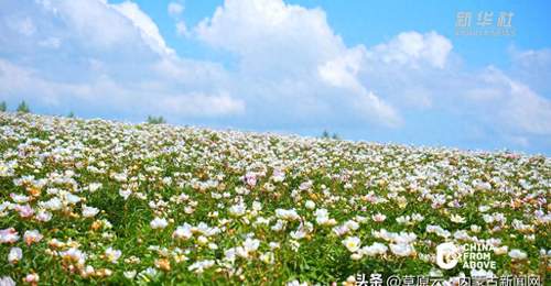 内蒙古:邂逅牙克石清凉夏日盛景