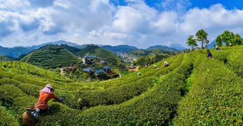 福建大田：盛夏出“金叶” 高山茶飘香