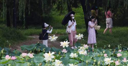 圆明园第三十一届荷花节打造夏日文旅盛会,千亩荷花迎最佳观赏期