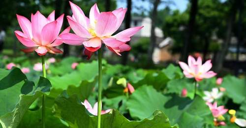 河南新县:荷花盛放引客来