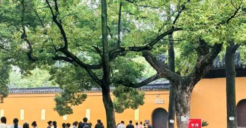 2026年7月西园古樟荫下 各地游客赴苏体验古寺松弛时光