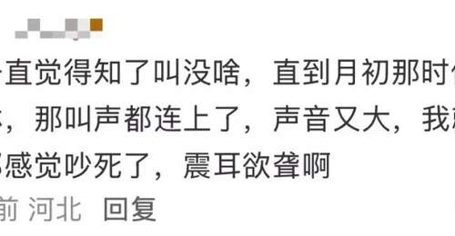 夏日蝉鸣超80分贝致多人听力受损 这些场景的体验者要警惕噪声伤害