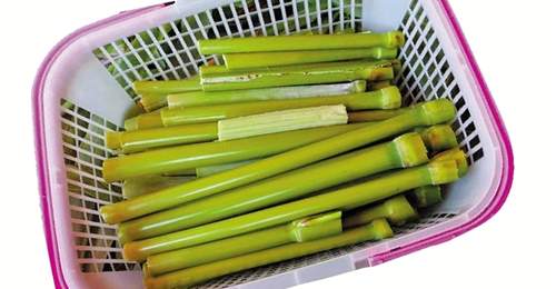 38℃高温天,桐乡农户种的老品种甜芦粟,唤起70后80后童年甜脆滋味