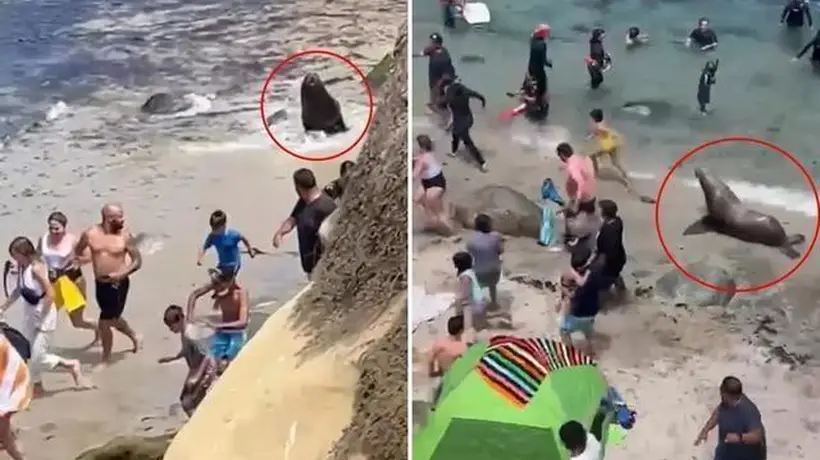 7.13日:快往高处跑呀,加州海滩的暴躁巨型海狮疯狂追人,现场场面一度失控