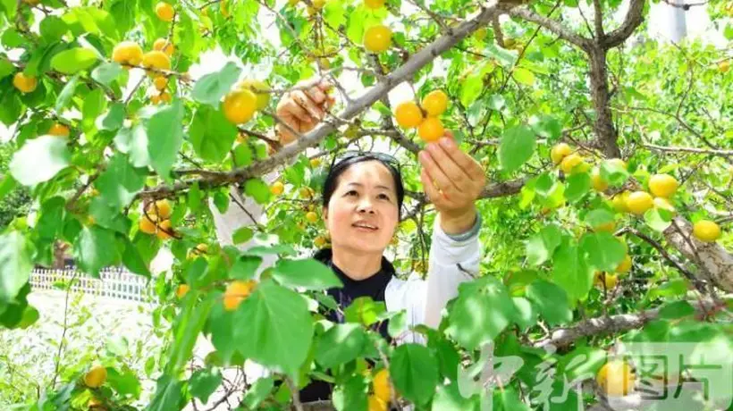甘肃嘉峪关:祁连山下李广杏熟了
