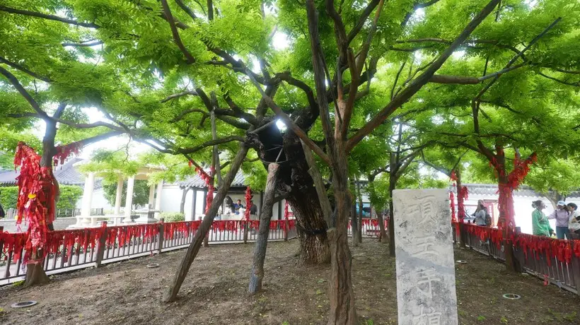 文旅新探丨项王故里:千年古槐新景观