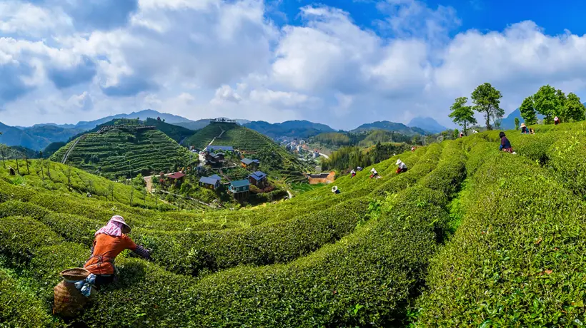 福建大田:盛夏出“金叶” 高山茶飘香