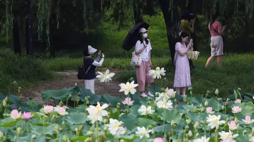 圆明园第三十一届荷花节打造夏日文旅盛会,千亩荷花迎最佳观赏期