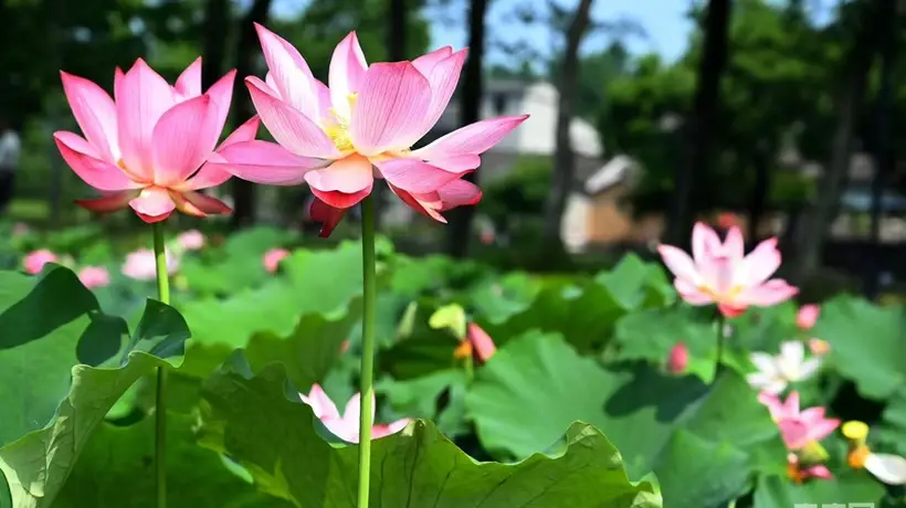 河南新县:荷花盛放引客来