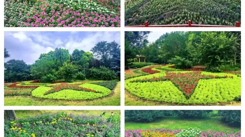 长春百花园五星花卉主题景观亮相 市民暑期游园打卡品园艺里的红色情怀