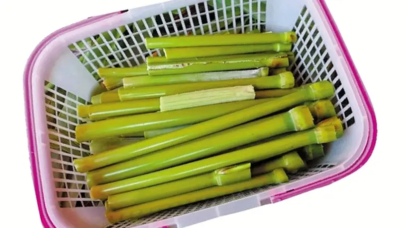 38℃高温天,桐乡农户种的老品种甜芦粟,唤起70后80后童年甜脆滋味