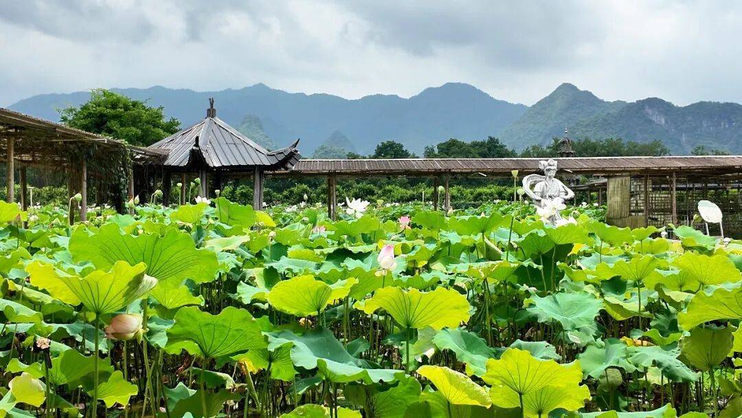 6-8月最佳观赏期！灵川这个荷花园藏着夏日田园的全部诗意