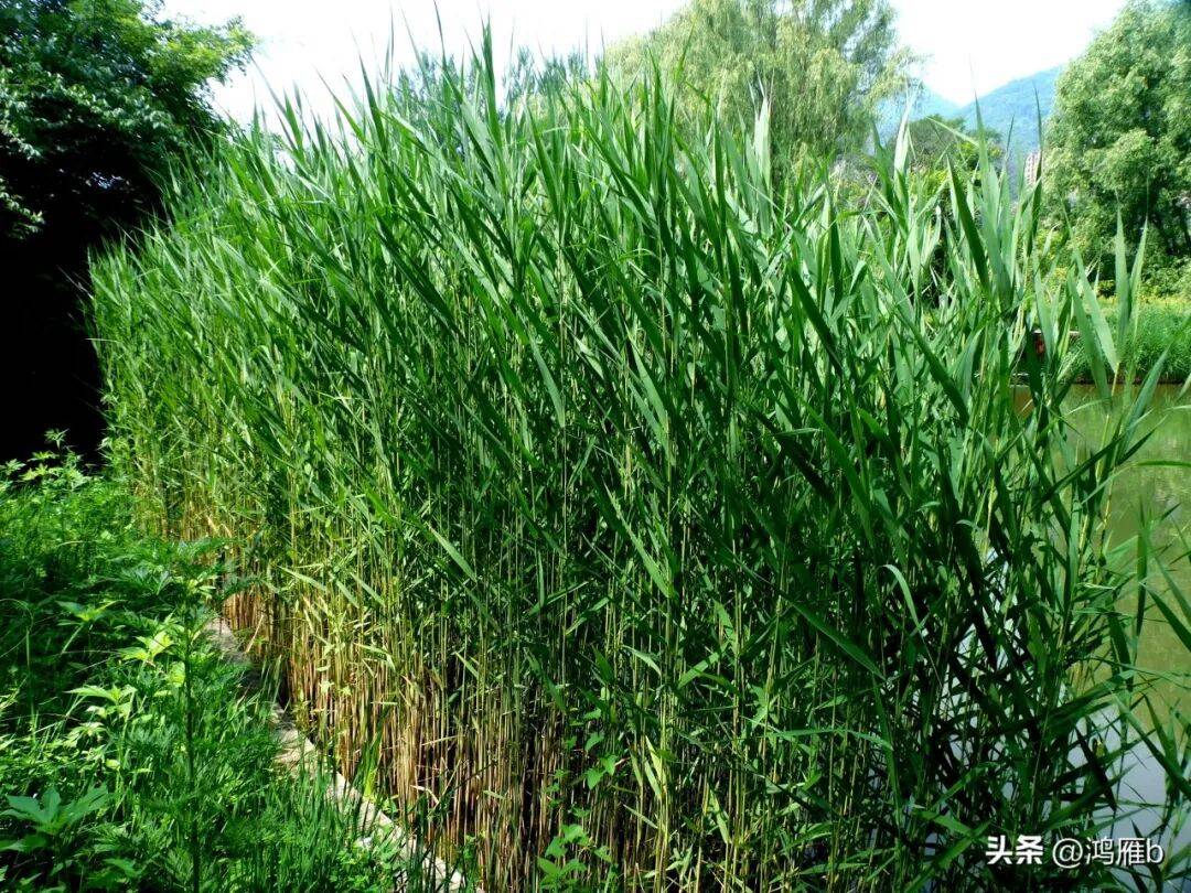 夏日倾情芦苇荡——北国江南风