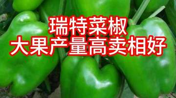 瑞特菜椒甜椒柿子椒种子