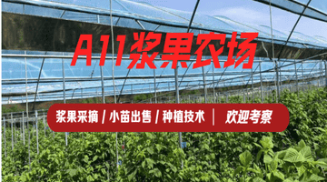 沈阳周末去哪玩 浆果采摘园选择参考