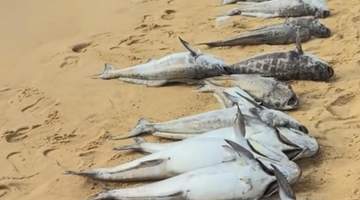 海口沙滩上出现大量死鱼 当地通报:赤潮引发养殖鱼缺氧死亡,已全面清理并无害化处置