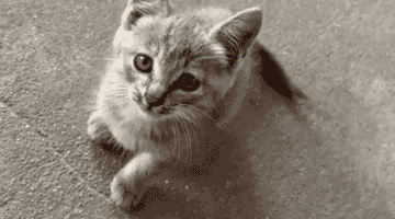 小男孩抱着流浪猫来办公室,全程紧紧抱着猫,老师本想逗逗男孩,没想到把孩子急哭了……