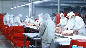潍坊猪肉首次出口非洲 海外市场再添新版图