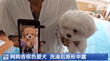 哈尔滨张先生网购香槟色幼犬 遵卖家嘱咐洗完澡变纯白色 商家失联已向监管部门投诉