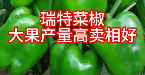 瑞特菜椒甜椒柿子椒种子