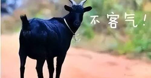 东山羊肉的千年传奇:从灵山秀水到人间至味