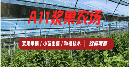 沈阳周末去哪玩 浆果采摘园选择参考