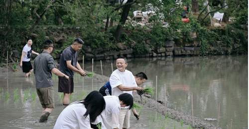 阿里管理层集体下田插秧,马云现身传递信心