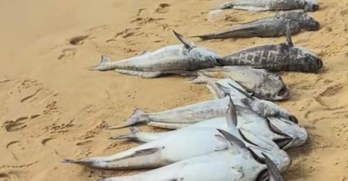 海口沙滩上出现大量死鱼 当地通报:赤潮引发养殖鱼缺氧死亡,已全面清理并无害化处置