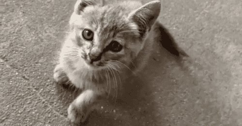 小男孩抱着流浪猫来办公室,全程紧紧抱着猫,老师本想逗逗男孩,没想到把孩子急哭了……