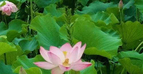 十堰人的夏天,藏在这几片「荷塘」里→