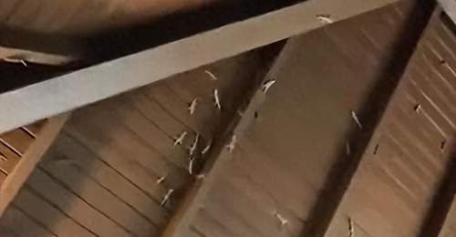 女子在三亚景区上厕所时,被满墙壁虎集体围观:房梁上聚集大量壁虎,出去都不敢有声音;景区回应
