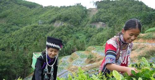 哈尼洛恩乡茶农采摘藤茶 满茶山青绿暖透村民烟火日常