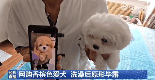 哈尔滨张先生网购香槟色幼犬 遵卖家嘱咐洗完澡变纯白色 商家失联已向监管部门投诉