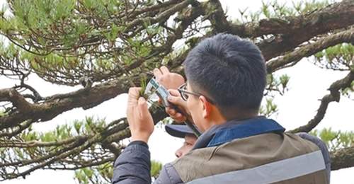 来黄山体验生态守护的多元活动 游客可感知数字科技赋能的自然保护细节