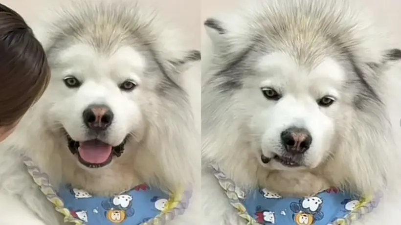狗子以为妈妈被欺负,半夜偷偷爬上床,咬了爸爸一口给妈妈报仇...妈宝狗也太双标了!