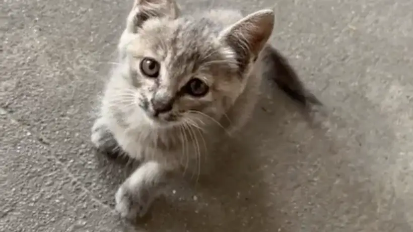 小男孩抱着流浪猫来办公室,全程紧紧抱着猫,老师本想逗逗男孩,没想到把孩子急哭了……