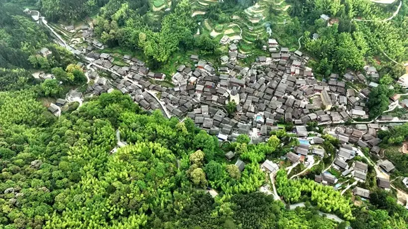 大利侗寨世代传承爱林护林 村民践行多元守护方式点亮绿色生机