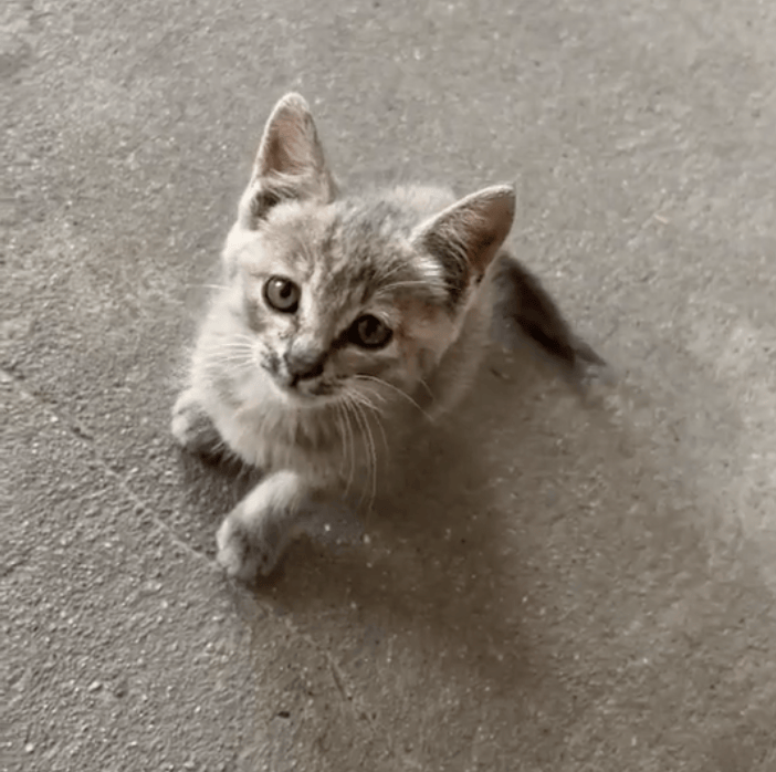 小男孩抱着流浪猫来办公室，全程紧紧抱着猫，老师本想逗逗男孩，没想到把孩子急哭了……